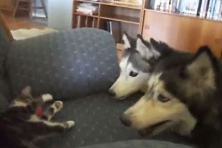 新しく家にやってきた子猫のディーゼル。大きなハスキーたちを前にして……