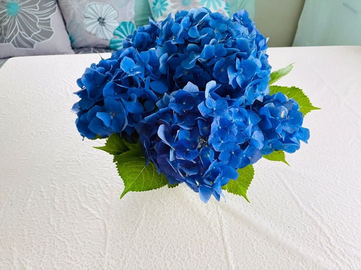 大雨で折れた紫陽花をお部屋で楽しむ