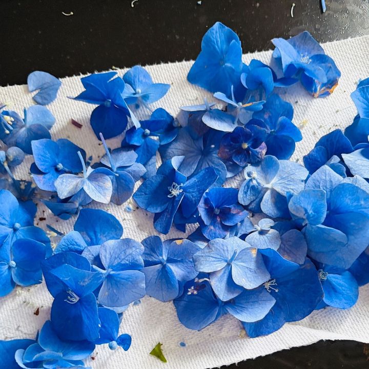 大雨で折れた紫陽花をお部屋で楽しむ
