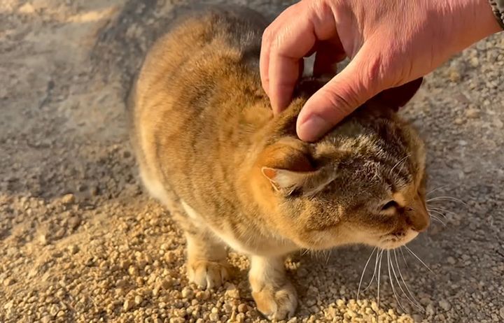 頭をナデナデされる猫