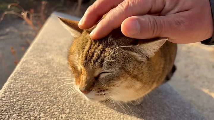 頭をナデナデされる猫