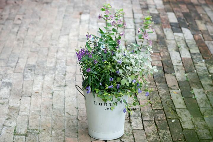 初心者でも一体感が出せる【夏の寄せ植え】ブルー・パープルで涼しげに仕上げる3つのコツ