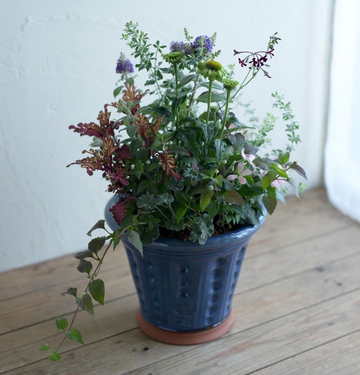 富田さんが「ナチュラル」のイメージで作った寄せ植え。植物同士が入り混じり、一体感が生まれている。使用しているのは、ブッドレア‘クリサレス’、エキナセア‘プレーリーブレイズ グリーン’、コリウス‘バレッティ ミルリトン’、ニチニチソウ‘初恋’、ペラルゴニウム・シドイデス、リッピア（メキシカンスイートハーブ）、ロータス‘ブリムストーン’。