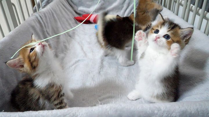 二本足で立ち上がる子猫