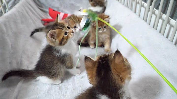 オモチャに興味津々の子猫達