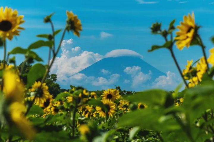 富士山とひまわりの共演