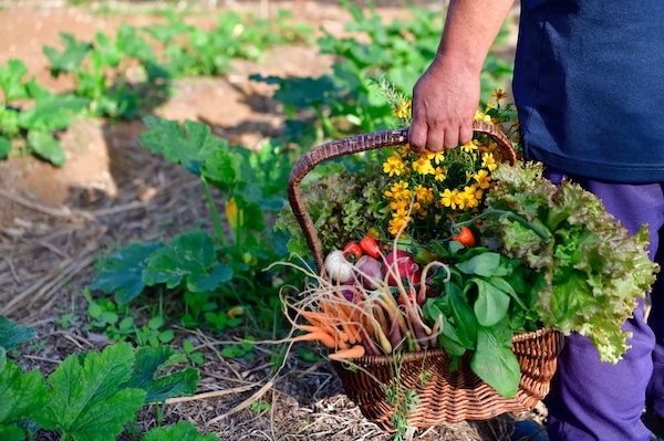 【沖縄県読谷村】ジ・ウザテラス ビーチクラブヴィラズが自家農園Our Farmの恵みを味わう収穫祭を開催
