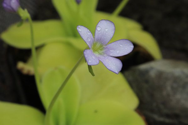 【大阪府大阪市】世界の食虫植物約100種類が集結する「虫を食べる植物展」開催！講座などの企画も