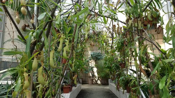 【大阪府大阪市】世界の食虫植物約100種類が集結する「虫を食べる植物展」開催！講座などの企画も