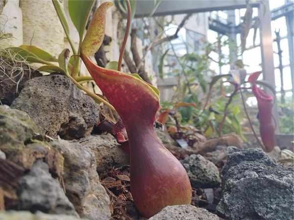 【大阪府大阪市】世界の食虫植物約100種類が集結する「虫を食べる植物展」開催！講座などの企画も
