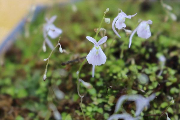 【大阪府大阪市】世界の食虫植物約100種類が集結する「虫を食べる植物展」開催！講座などの企画も