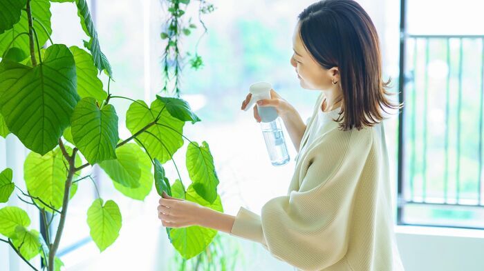 いや～な「コバエ」を退治するには？この時期に今すぐやっておくべき対策法