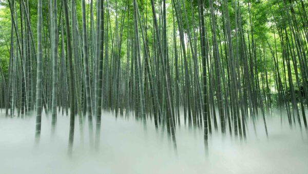 【栃木県宇都宮市】竹林で神秘的な“雲海”を体験。竹林観光施設「若竹の杜 若山農場」リニューアルオープン