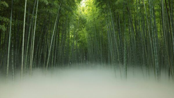 【栃木県宇都宮市】竹林で神秘的な“雲海”を体験。竹林観光施設「若竹の杜 若山農場」リニューアルオープン