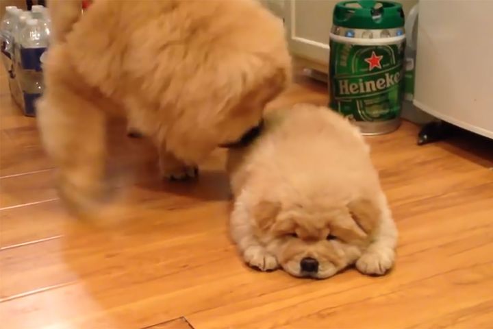 ぺたり…まるで本物のぬいぐるみ！？微動だにしないチャウチャウの子犬