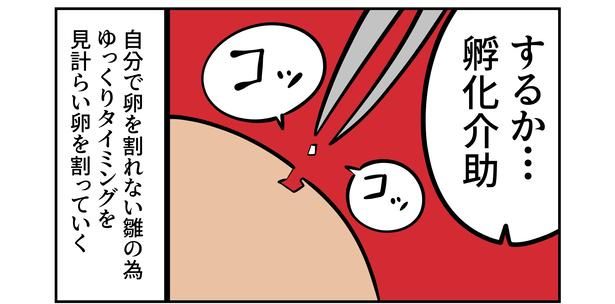第4回より。孵化困難なひよこの孵化補助にも挑戦。