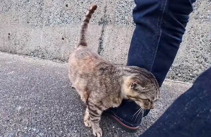 足にスリスリする猫