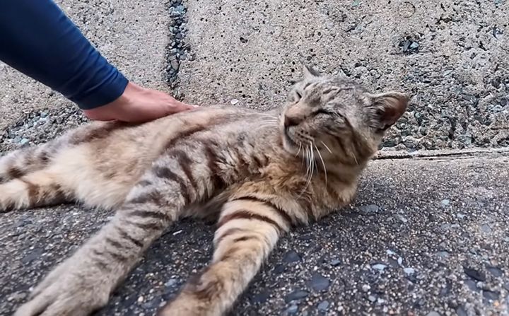 ナデナデされる猫