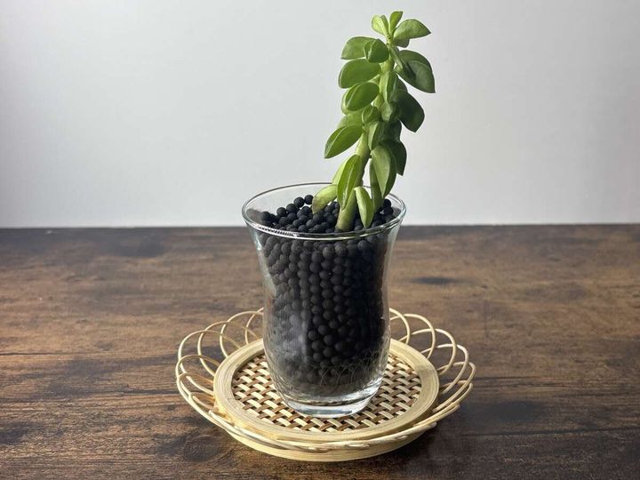 竹ひまわりコースターに観葉植物の入ったグラスが置かれている様子