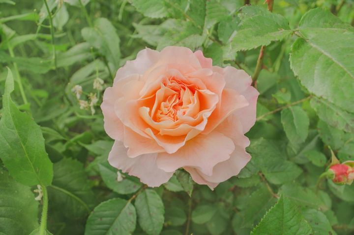 こちらも葉が豊富についているバラ。混植のため蒸れやすく黒点もわずかに見えます。不要な植物は整理してやるとよいでしょう。