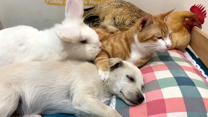 猫と一緒にベッドでくつろぐ動物達