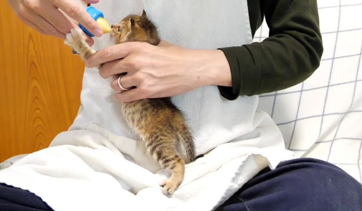 ミルクを飲む子猫