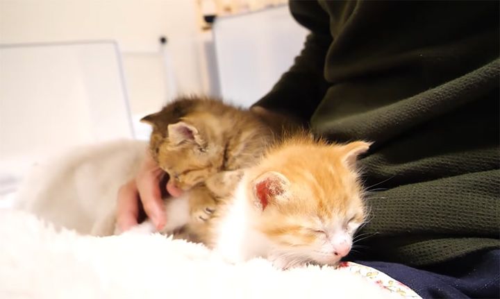 膝の上で甘える子猫達