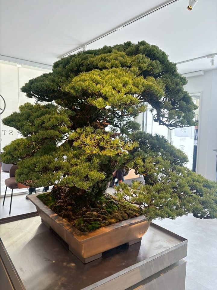 Mercedes-Benz STUDIO TOKYO（メルセデス・ベンツ ストゥーディオ トウキョウ）