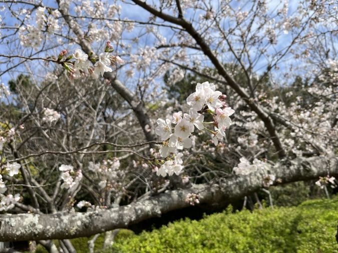小戸公園 桜