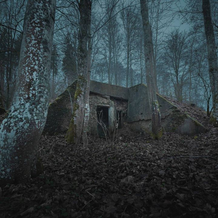 木々に囲まれた林の中に残る、古いコンクリート建物