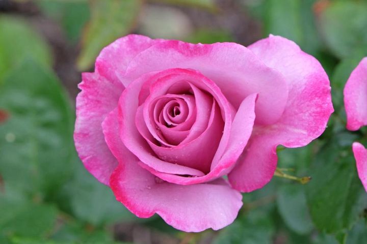 青みを帯びたラベンダー色のHT ‘ムーディーブルー’。花径10㎝で高さは1.4m、花弁が厚いので雨に強く丈夫です。ブルーローズのかすかな香り。