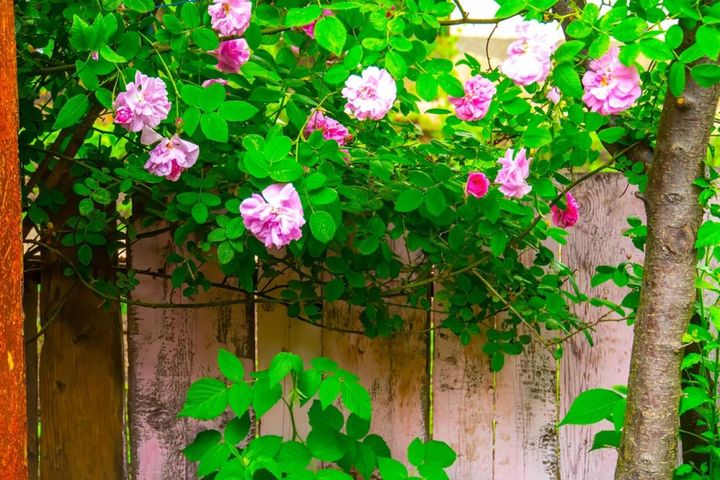 木の塀や木々の緑に溶け込んで咲く淡いピンクのセミダブルのつるバラ。色と花形はロサ・ダマッセナに似ています。木に這わせても素敵でしょうね。