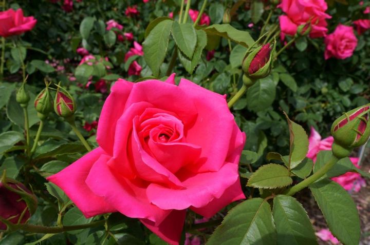 植物園に咲くローズピンクのモダンローズ。このように葉が濃色でつやのある照葉だと病気に強く、花弁質がしっかりとしていると更に丈夫です。