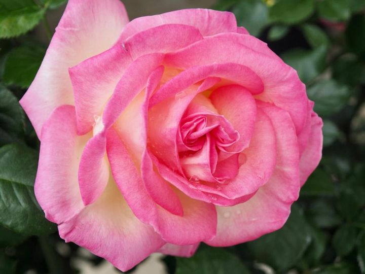 花弁の外側に色が乗るバラは覆輪と呼ばれます。このバラも外側がピンクで内側は薄いクリーム色でエレガント。‘プリンセスドゥモナコ’や‘魅惑’に似ています。