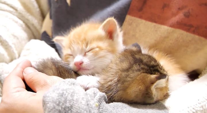 抱っこされる子猫達