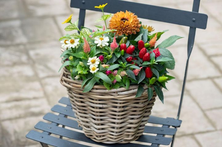初心者は「5ポット」が作りやすい！ 赤・黄・オレンジの【夏の寄せ植え】植えつけプロセスつき