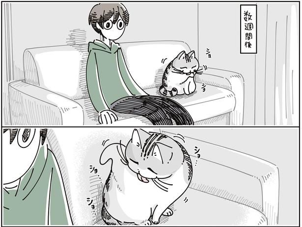 数週間後 （C）キュルZ／KADOKAWA