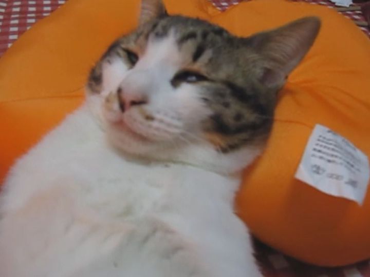 動画再生1秒で笑える！