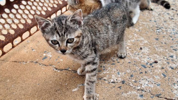 思い思いの時間を過ごす子猫達