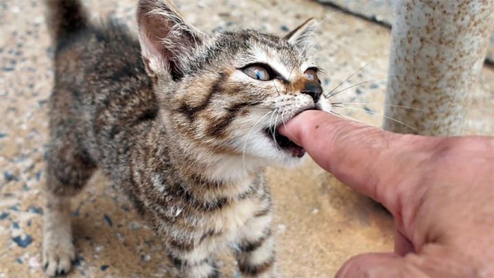 指をガブリとする子猫