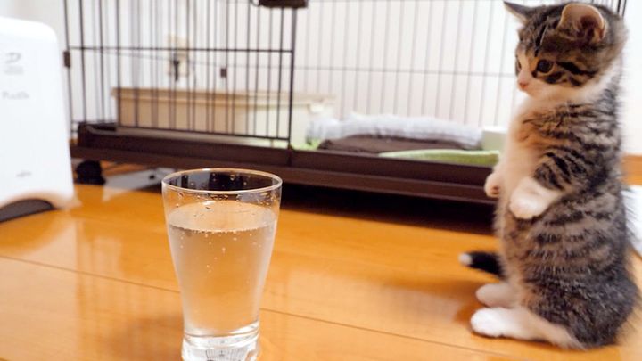 炭酸水にドキドキの子猫