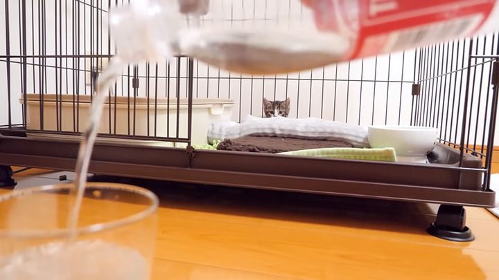 炭酸水が気になる子猫