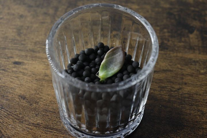 縦縞ミニグラスに黒い土と多肉植物の葉が植えられている