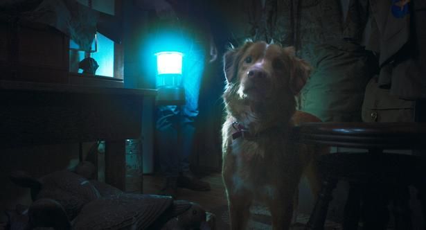 知らぬ間に映画スターとなった中年レトリバーのインディ [c] 2025 Whats Wrong With Your Dog, LLC. All Rights Reserved.