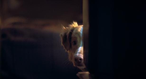 インディの底知れないトッドへの愛情を味わうことができる [c] 2025 Whats Wrong With Your Dog, LLC. All Rights Reserved.