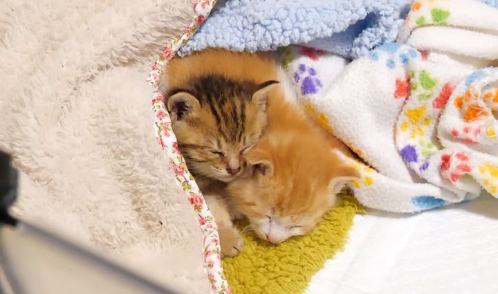 寄り添いながら眠りに落ちていく子猫達