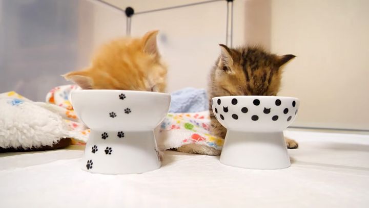 夢中でご飯を食べる子猫達