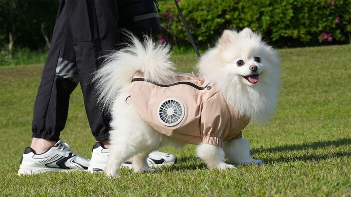 犬も熱中症に注意！猛暑の散歩も留守番も心配…愛犬を守る〈最新熱中症対策テック〉3選♪