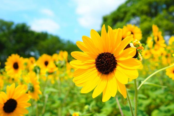 暑さに強く育てやすい【ひまわり】を咲かせよう！切り花でも楽しめる！