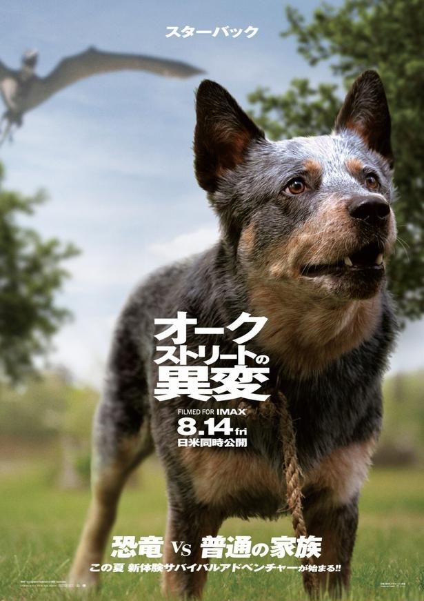 犬のスターバックも4人とともにサバイバル!? [c] 2025 Warner Bros. Ent. All Rights Reserved